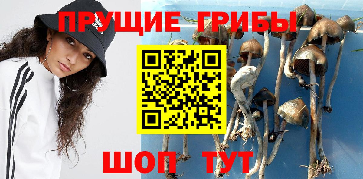 Галлюциногенные грибы Psilocybine cubensis  Вход с VPN  Спасск-Дальний 